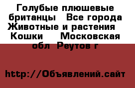 Голубые плюшевые британцы - Все города Животные и растения » Кошки   . Московская обл.,Реутов г.